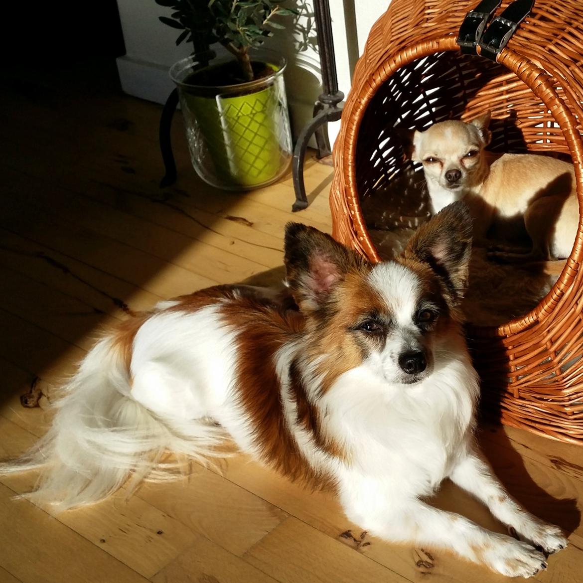 Papillon Bølle *R.I.P.* - Bølle passer på lillesøster Molly 23/7-15 billede 24