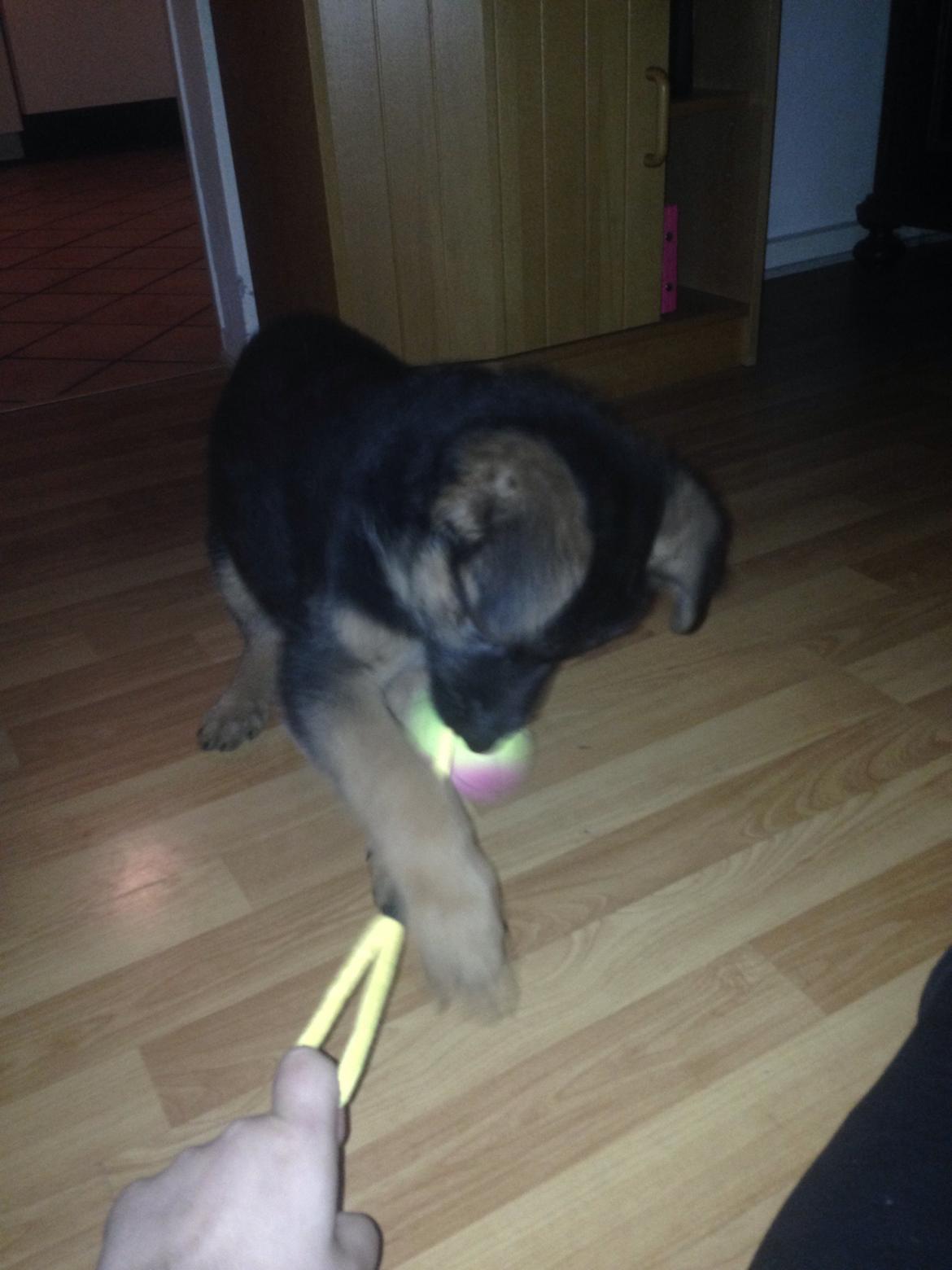 Schæferhund Charlie - Charlie billede 1