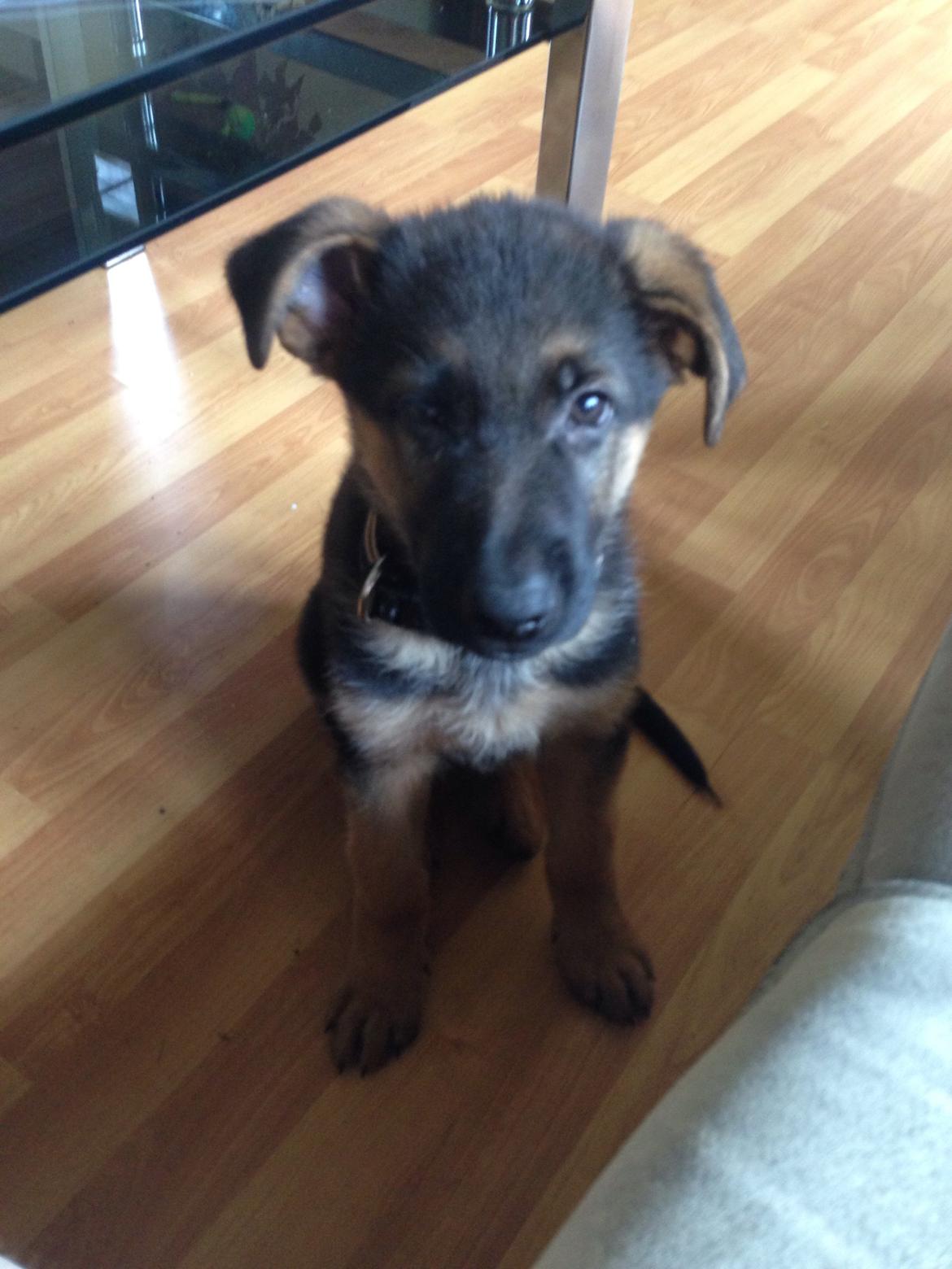 Schæferhund Charlie - Charlie billede 3