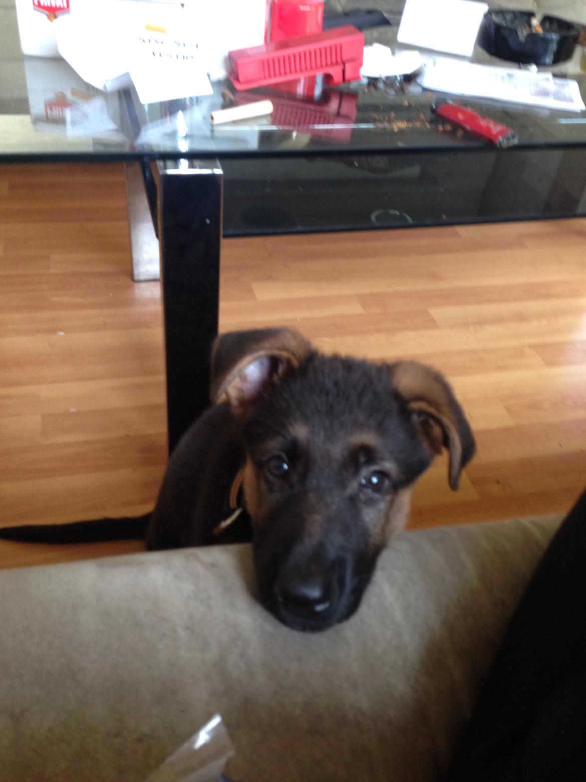 Schæferhund Charlie - Charlie billede 4