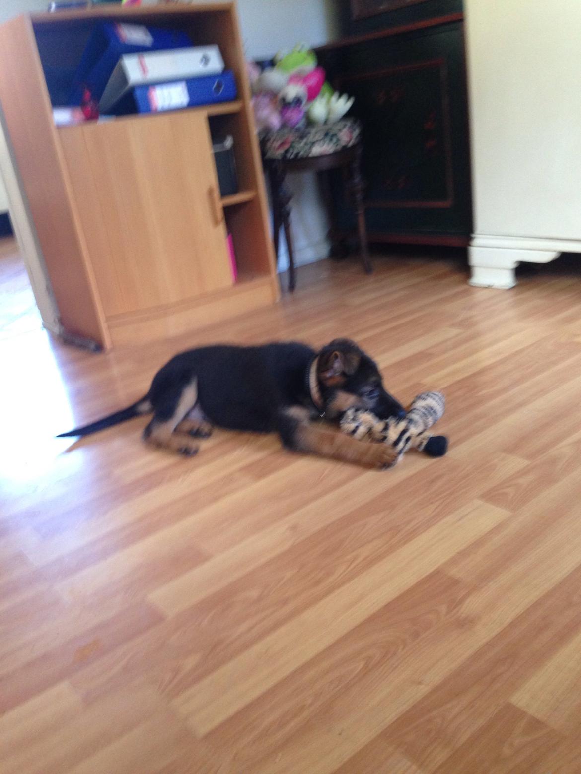 Schæferhund Charlie - Charlie billede 5