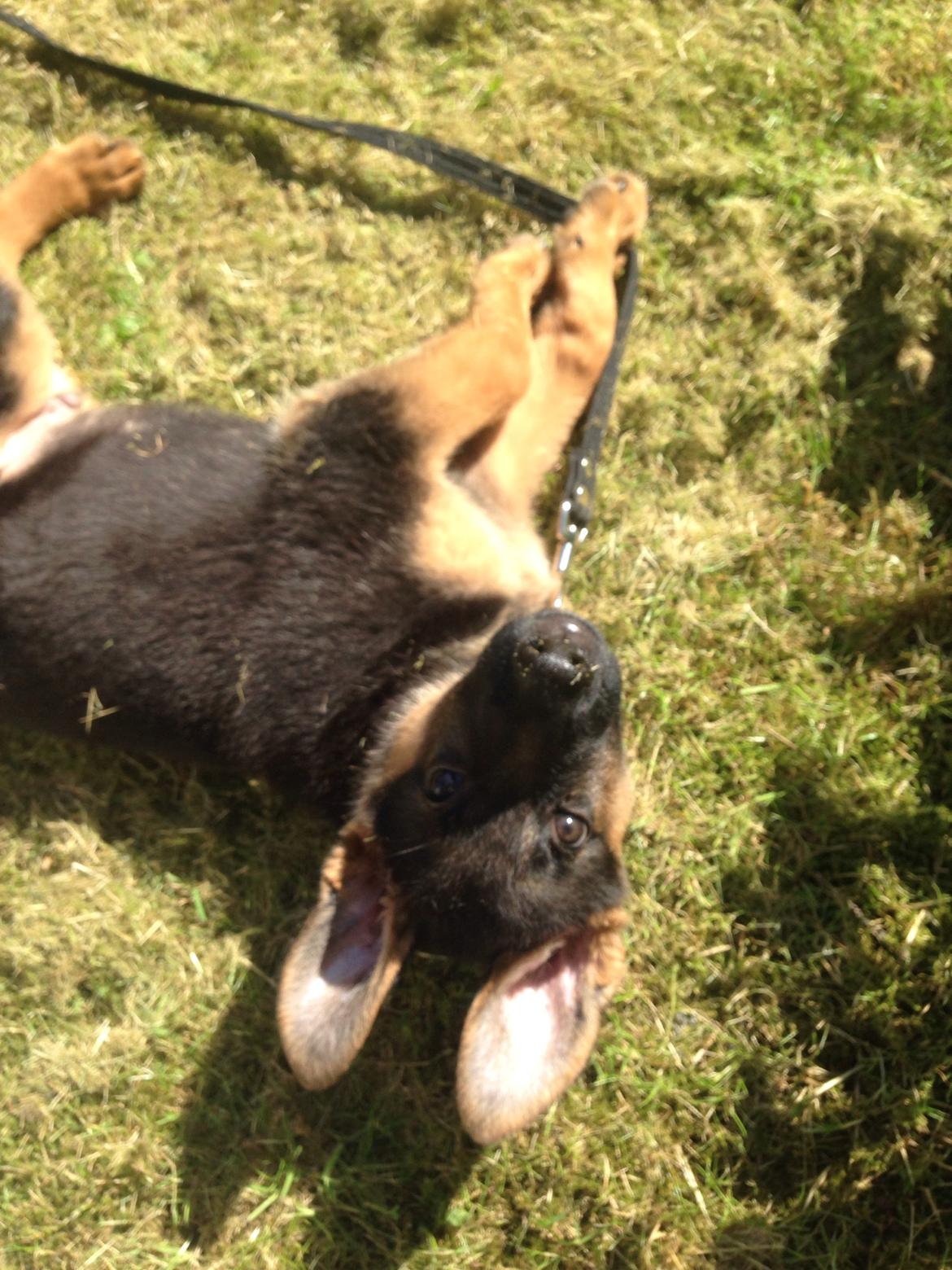 Schæferhund Charlie - Charlie billede 6