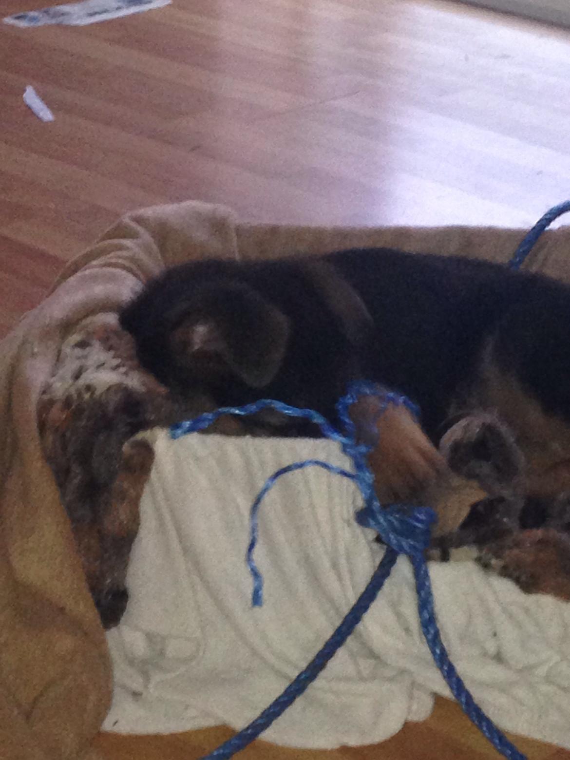 Schæferhund Charlie - Charlie billede 7