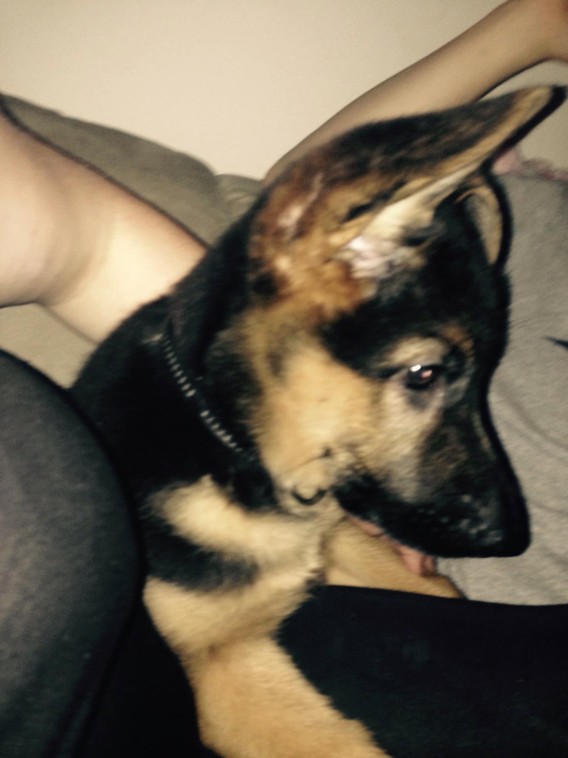 Schæferhund Charlie - Charlie billede 8