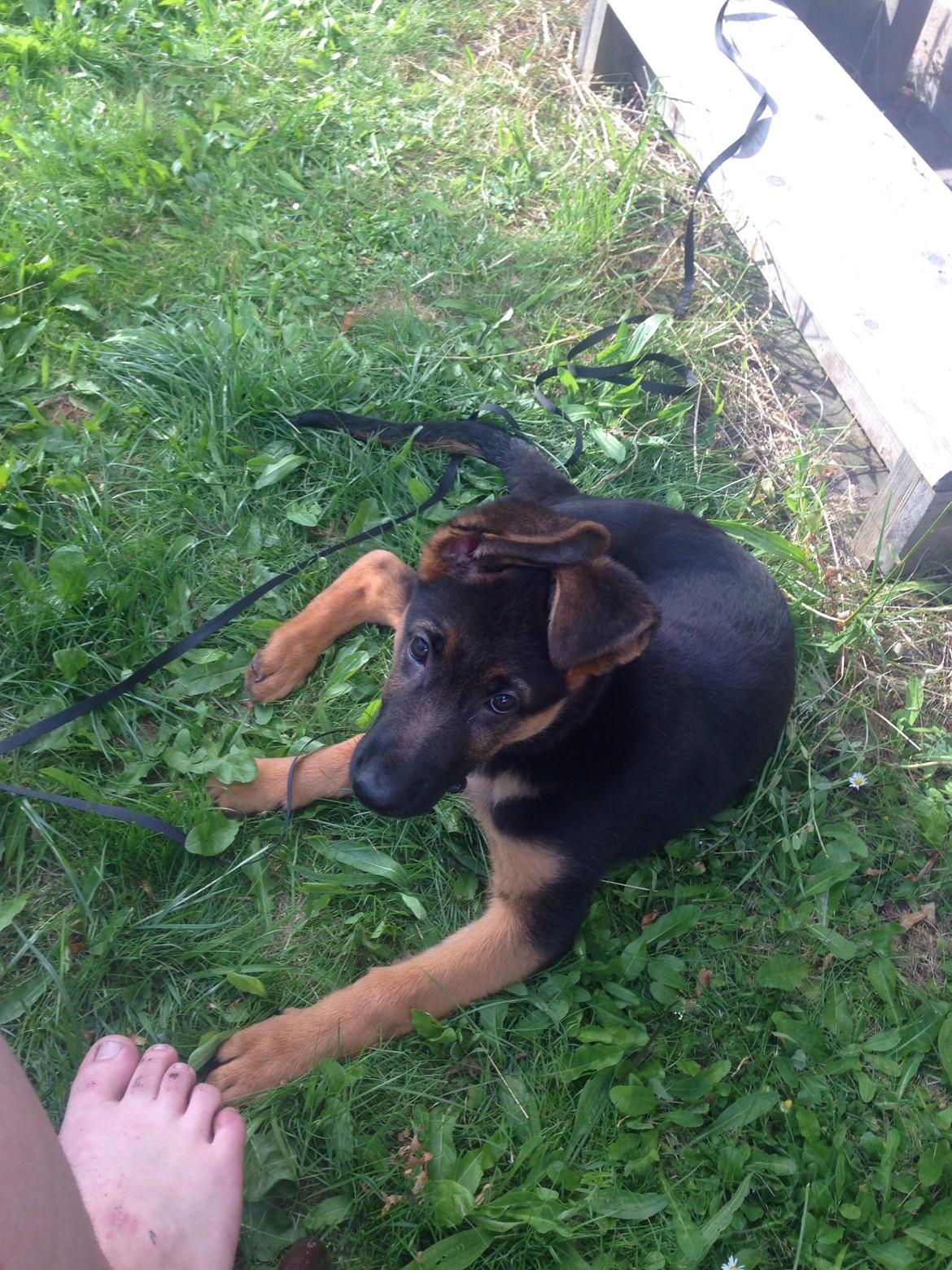 Schæferhund Charlie - Charlie billede 9