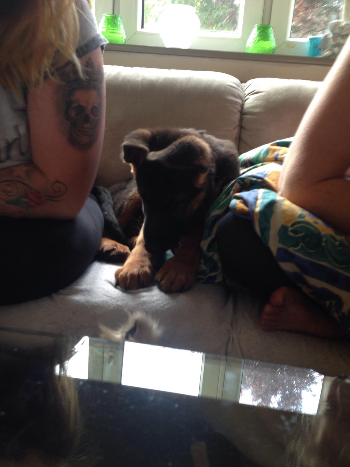 Schæferhund Charlie - Charlie billede 10