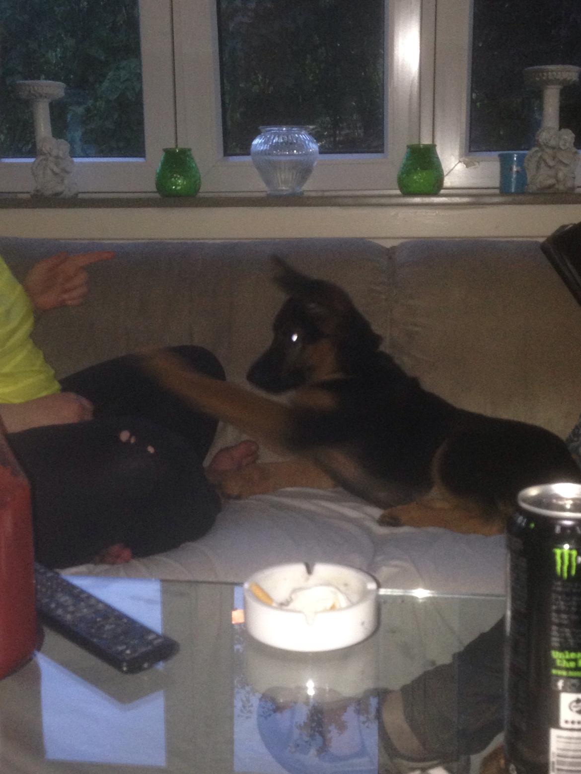 Schæferhund Charlie - Charlie billede 11