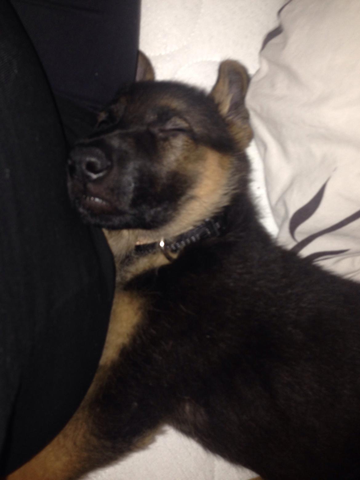 Schæferhund Charlie - Charlie billede 2