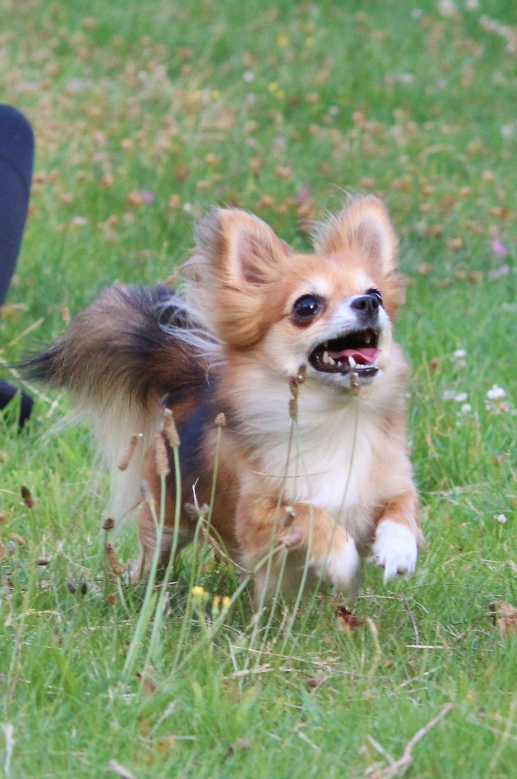 Blanding af racer Luna - foto sofie andersen 23/7-15 billede 23