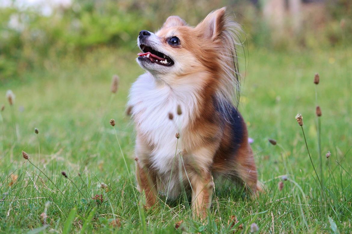 Blanding af racer Luna - 23/7-15 foto Sofie andersen  billede 2