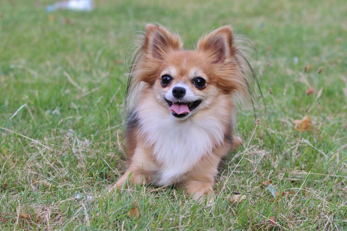 Blanding af racer Luna - foto sofie andersen billede 20