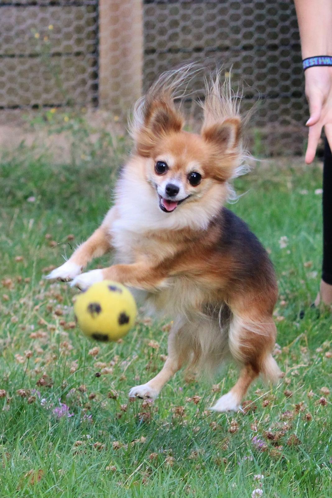 Blanding af racer Luna - fuld af krudt <3 foto sofie andersen billede 31