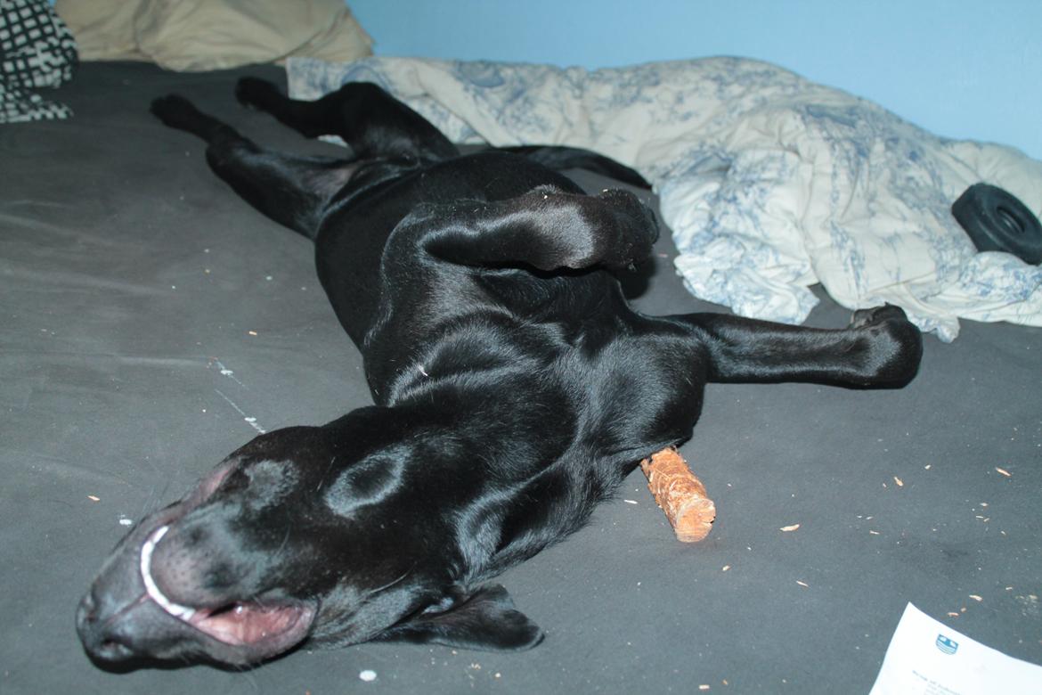 Blanding af racer Stella - På ryggen ligger man altså bedst! ;) billede 12