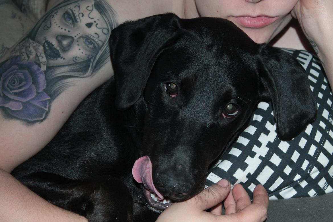 Blanding af racer Stella - Uskyldigheden selv? Eller var det pga det lækre baconben jeg sad med ? :b billede 20