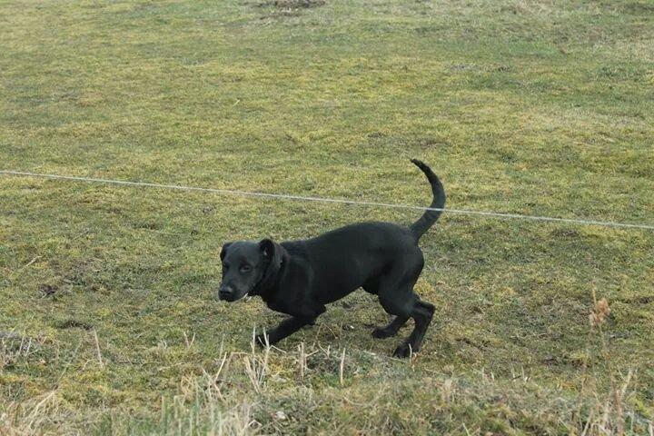 Blanding af racer Stella - Åh gud, krikken så mig!! billede 5