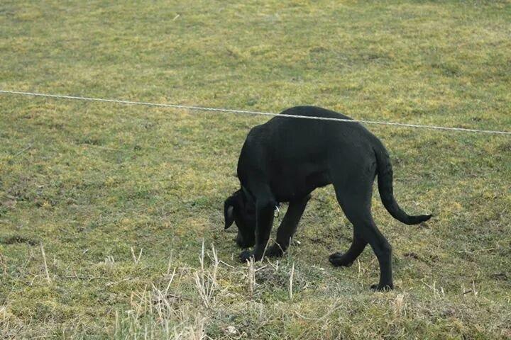 Blanding af racer Stella - Snuser lige om der skulle være en lækker hestepære inde på deres mark! billede 4