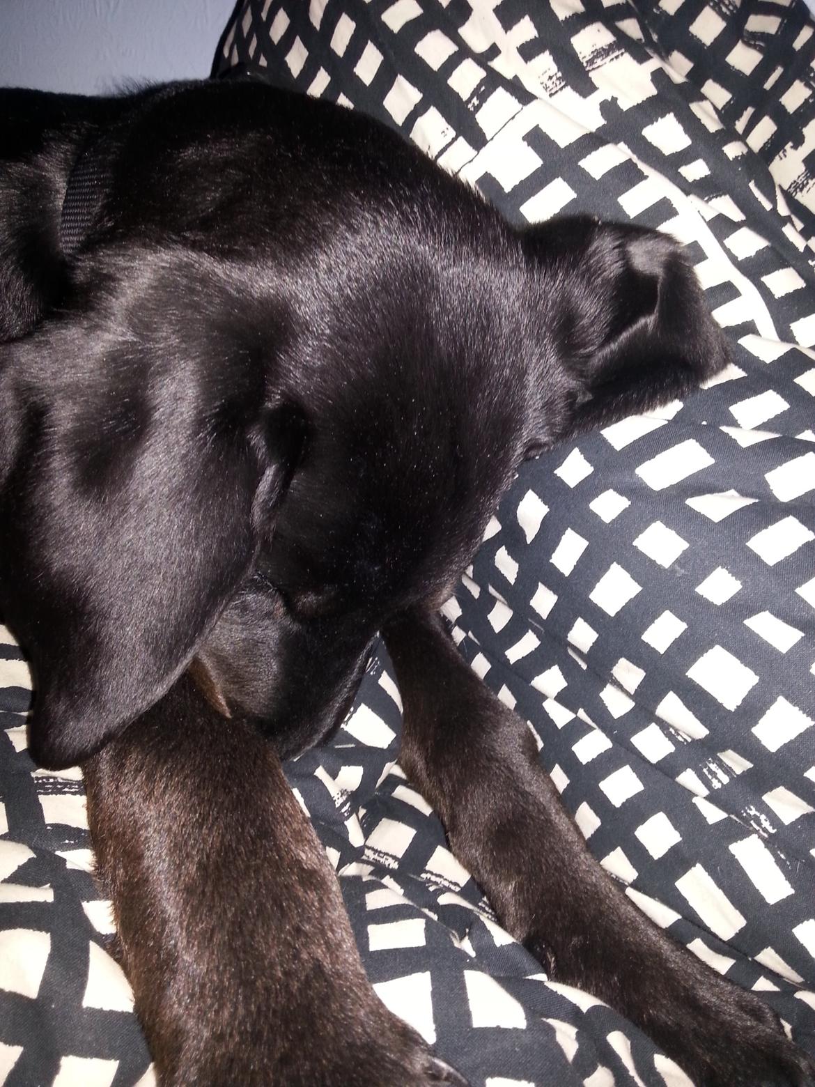 Blanding af racer Stella - Hun var vist pæææænt træt, da hun kunne falde i søvn sådan ;) billede 21