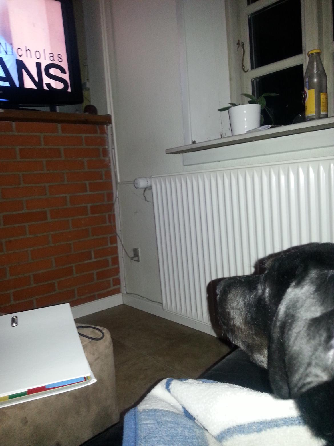 Blanding af racer Stella - Vi ser film sammen ! ;) billede 23