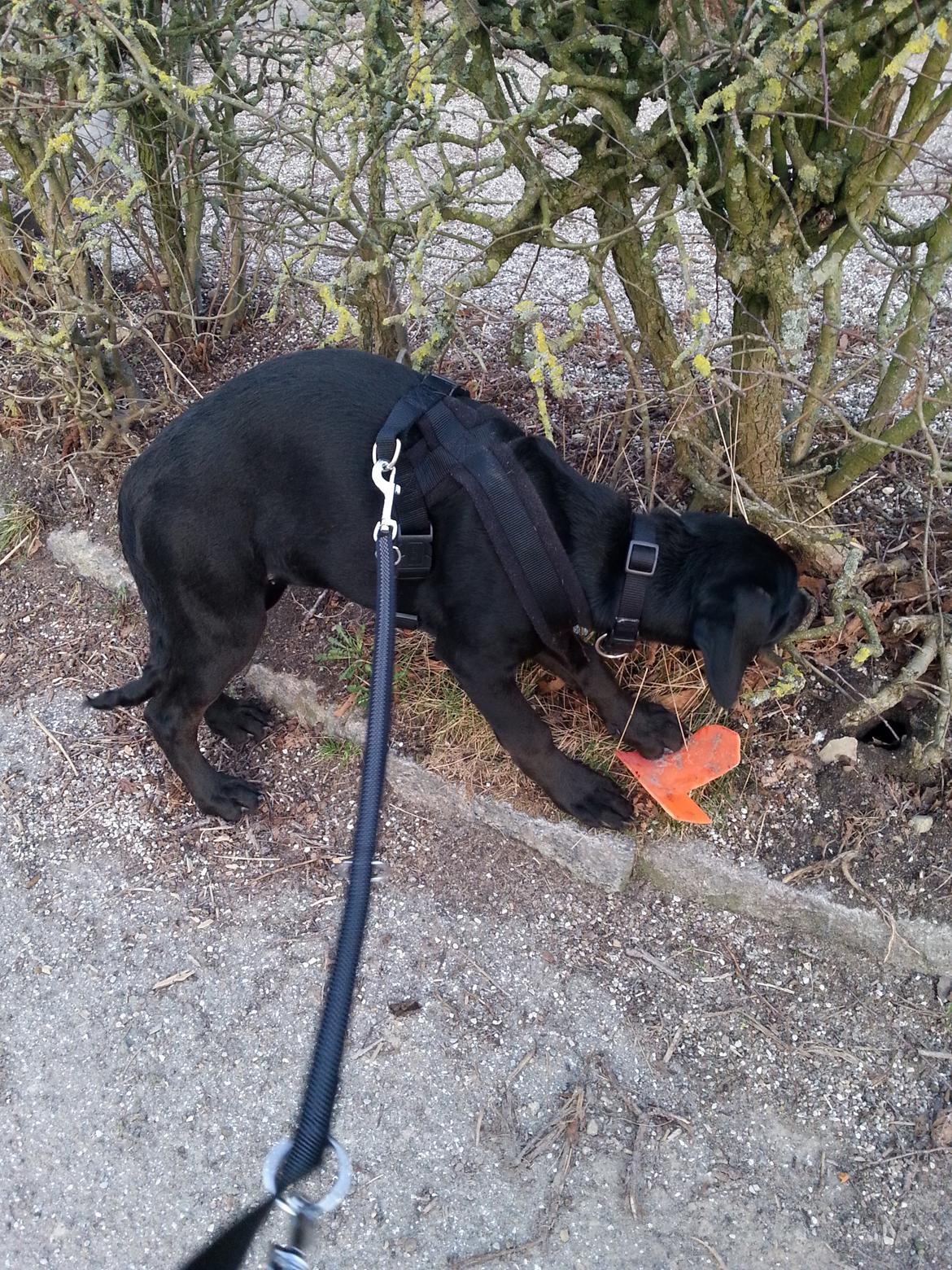 Blanding af racer Stella - Hendes stump trafikkegle hun slæbte med et godt stykke. Og hun frøs en smule ;) billede 24