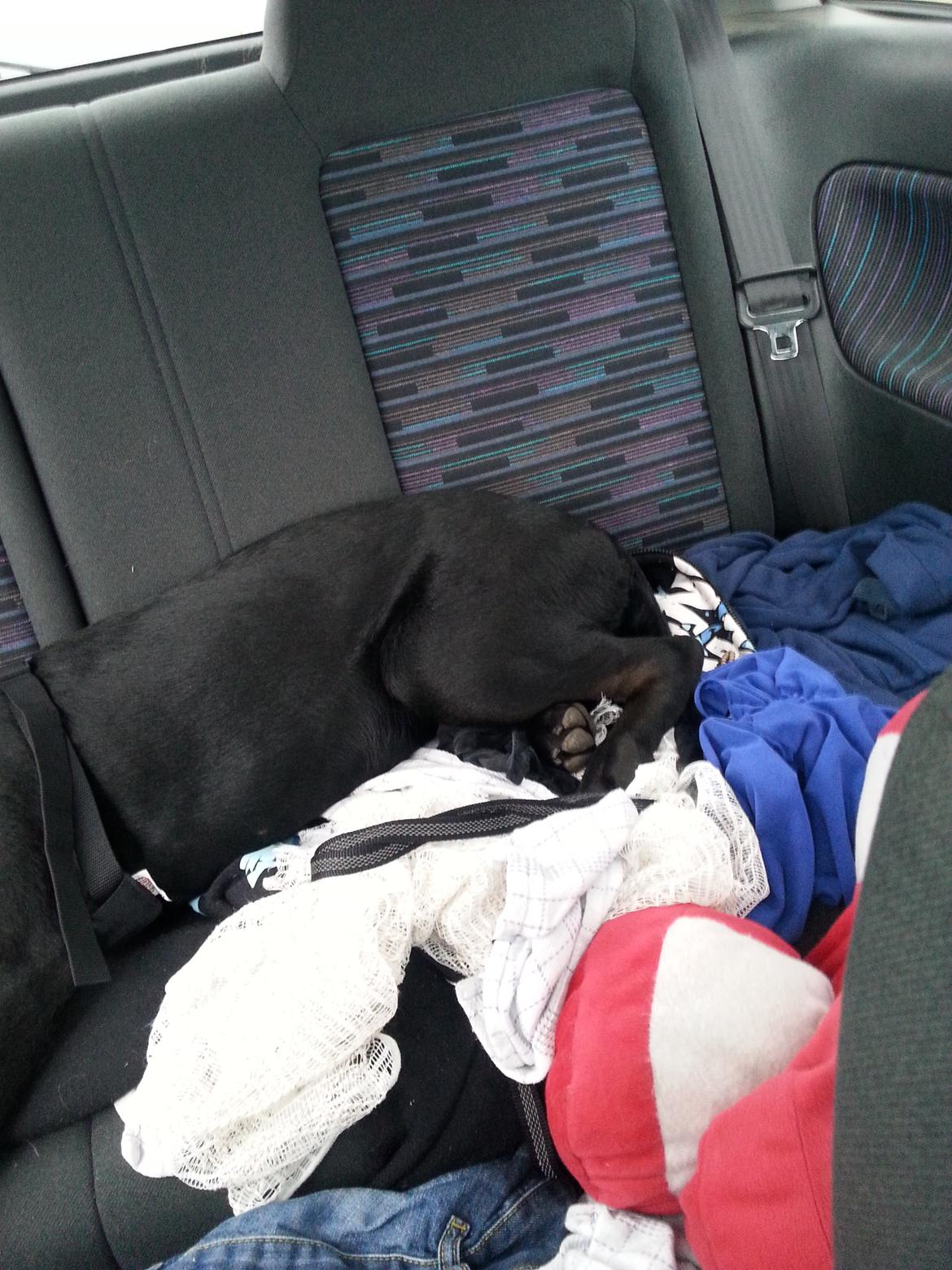 Blanding af racer Stella - Jeg skal vist have mig en større bil! :D billede 26