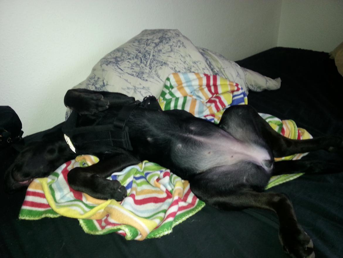 Blanding af racer Stella - Fiiiiine mavse ;) billede 22