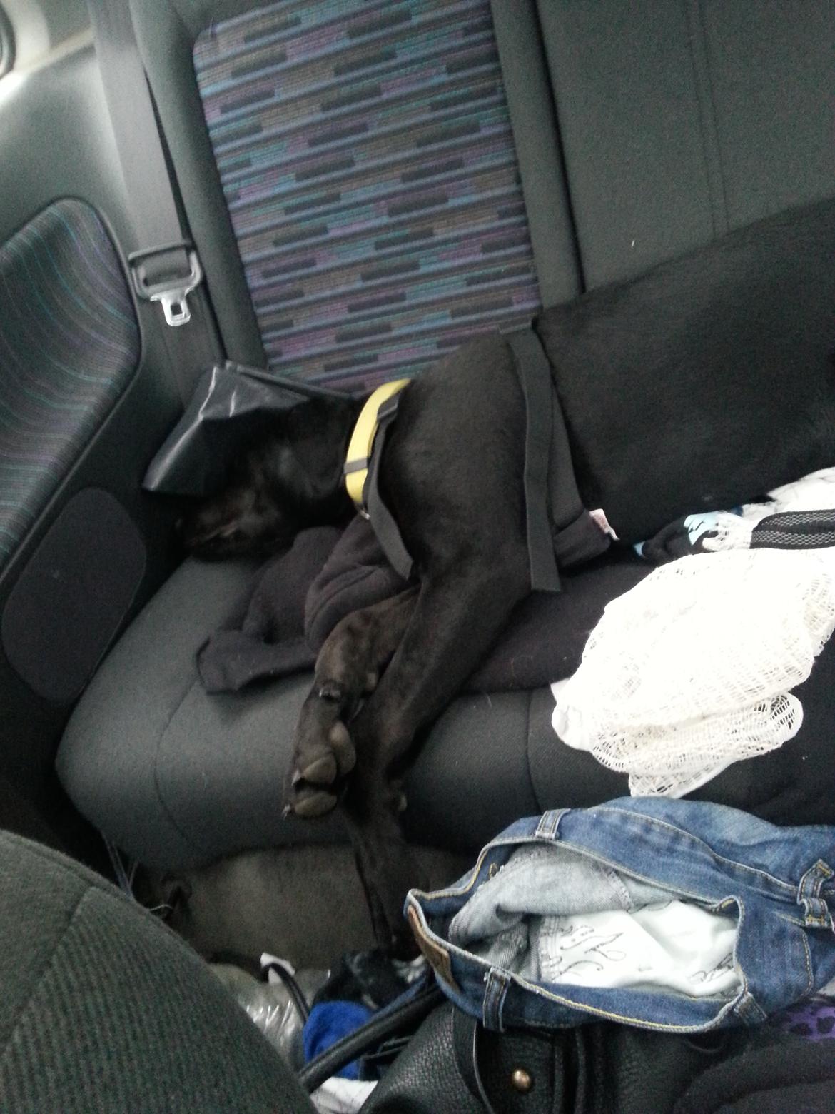 Blanding af racer Stella - Hmmm..... billede 25