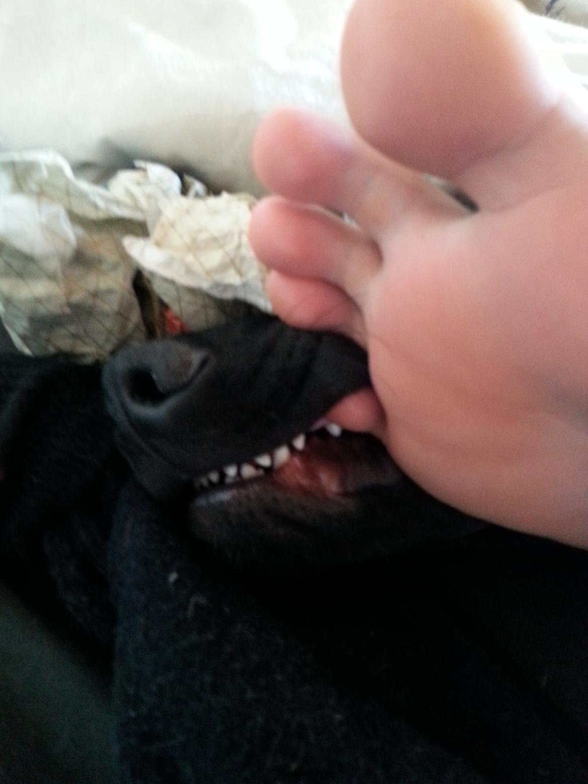 Blanding af racer Stella - Både fodens ejer og Stella lå og snooork sov da jeg kom hjem og fandt dem sådan der ;) billede 27