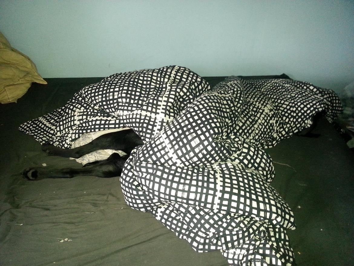 Blanding af racer Stella - HJÆLP! Min dyne har ben! :o billede 29