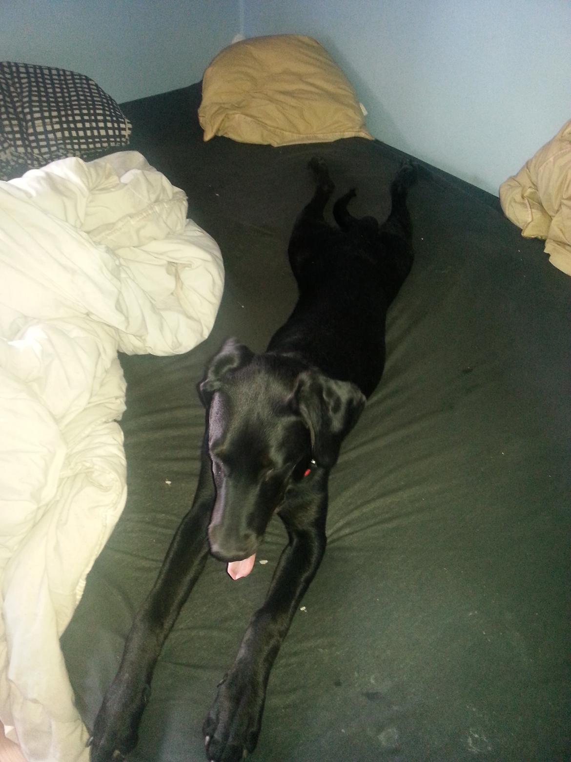 Blanding af racer Stella - Mon sengen skal være større ? :p billede 28