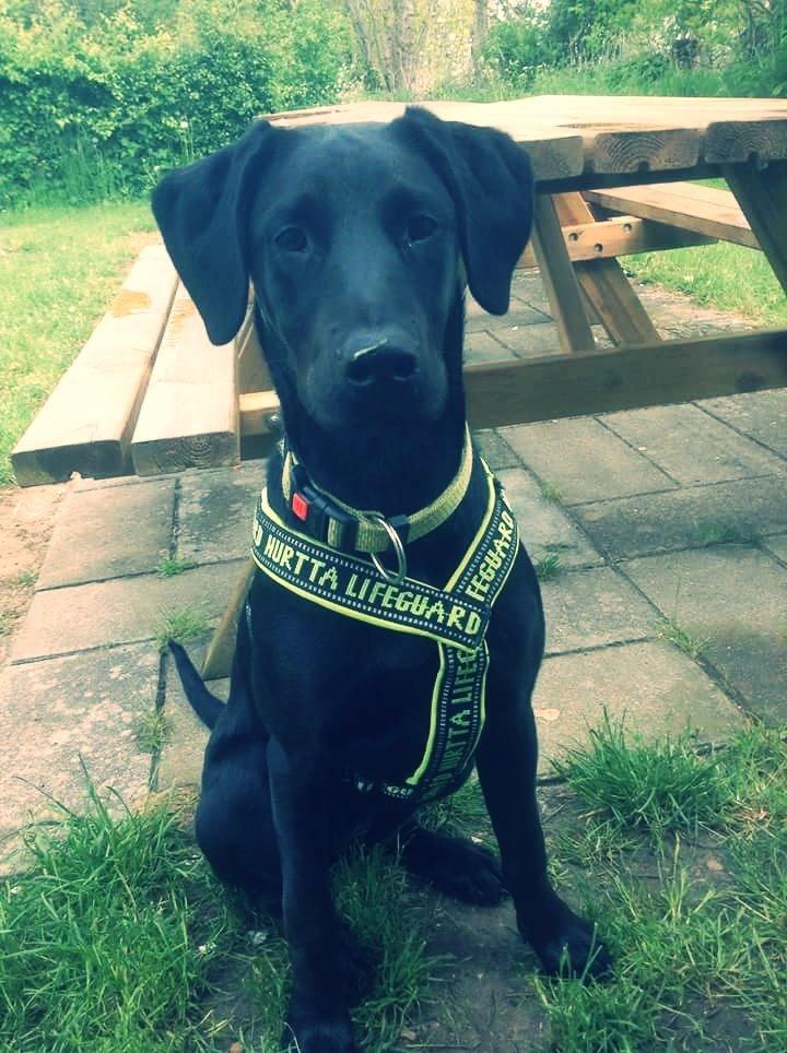 Blanding af racer Stella - Fra Maj 2014 billede 2