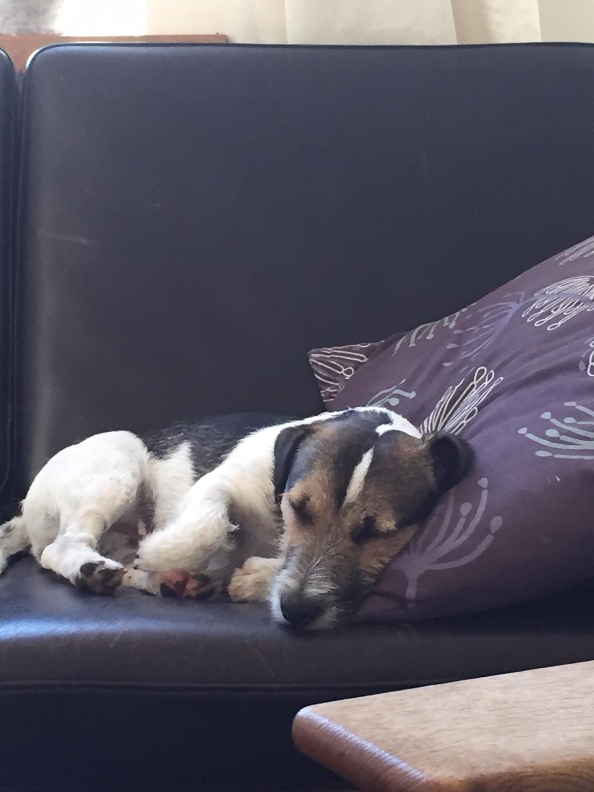Jack russell terrier Manfred  billede 1