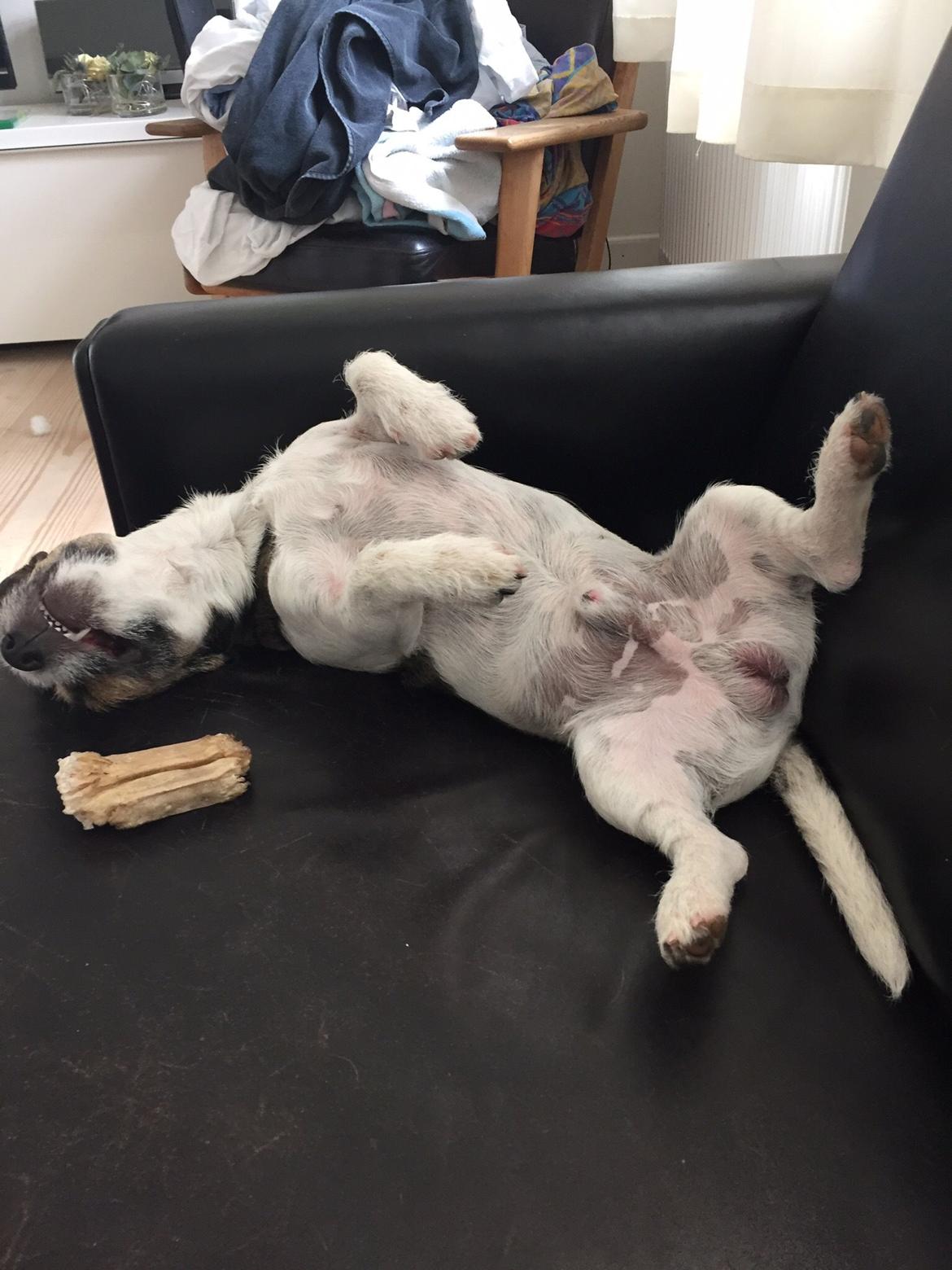 Jack russell terrier Manfred  billede 2