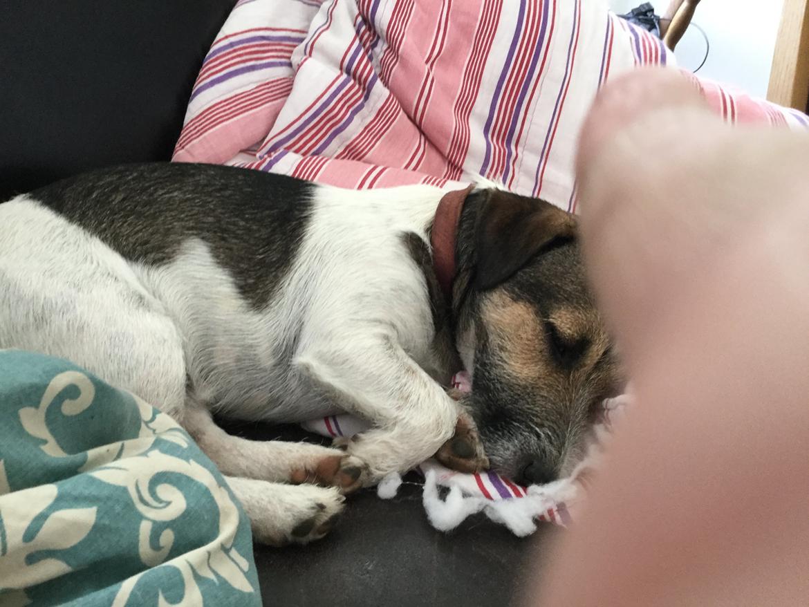 Jack russell terrier Manfred  billede 4