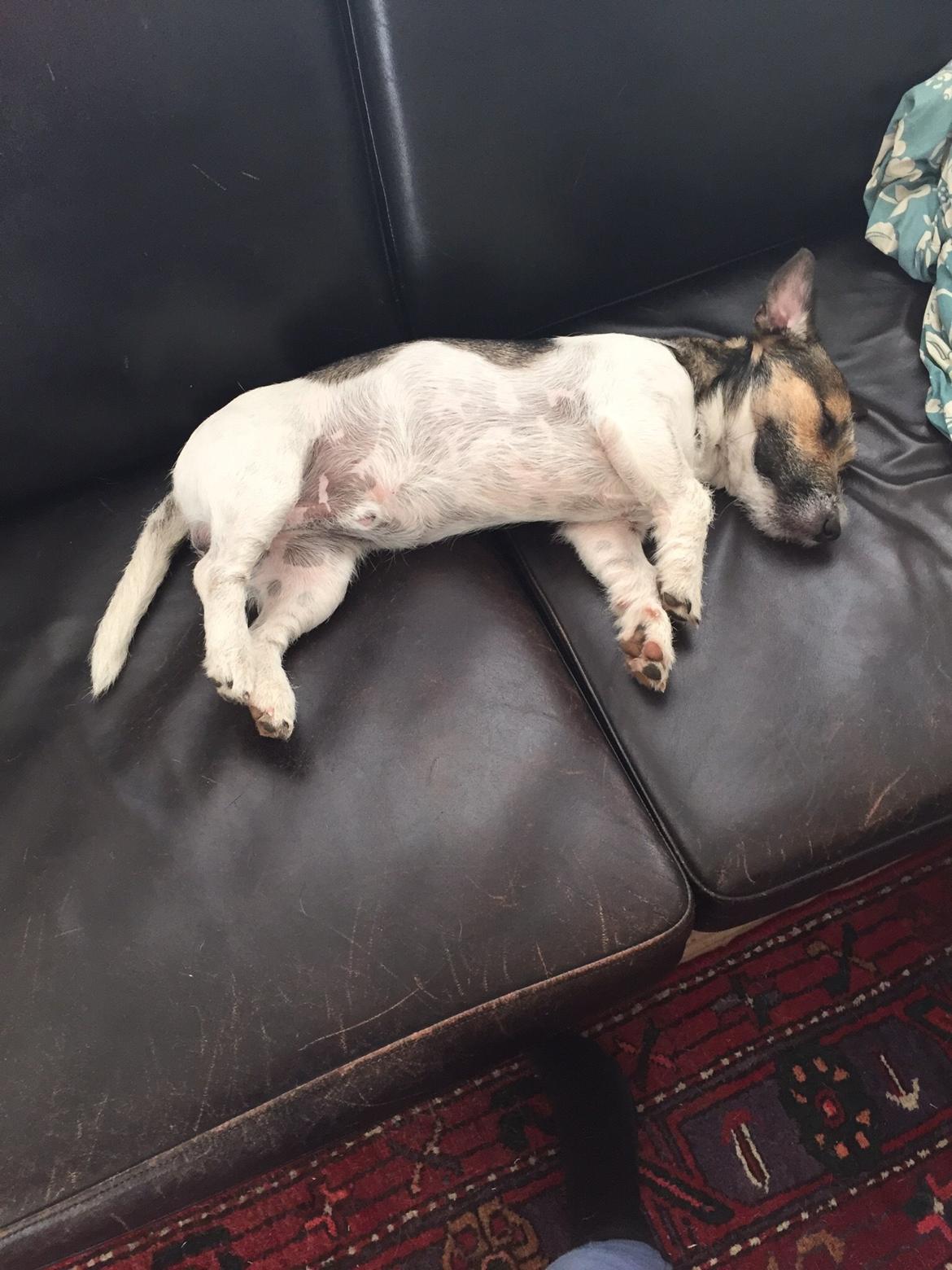 Jack russell terrier Manfred  billede 5