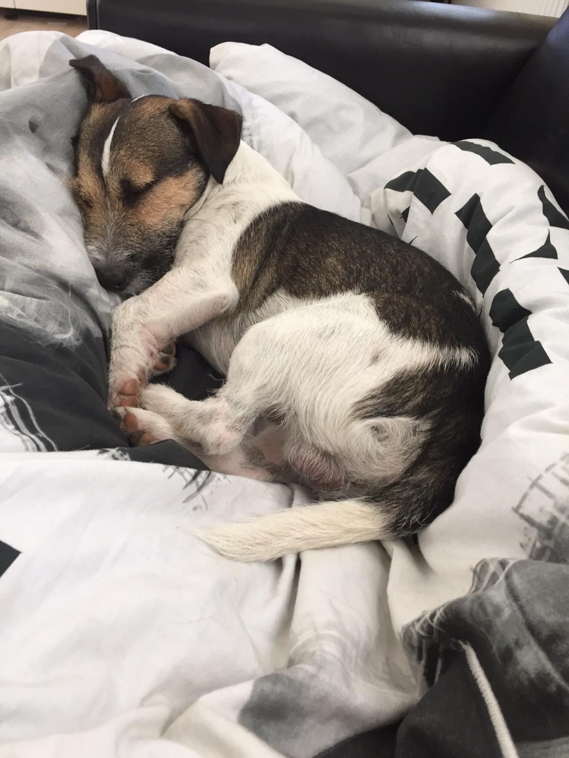 Jack russell terrier Manfred  billede 6