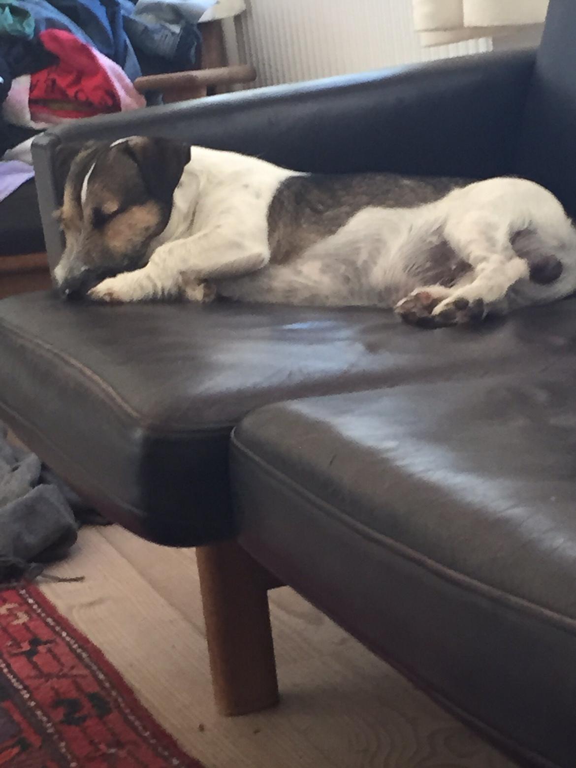 Jack russell terrier Manfred  billede 7