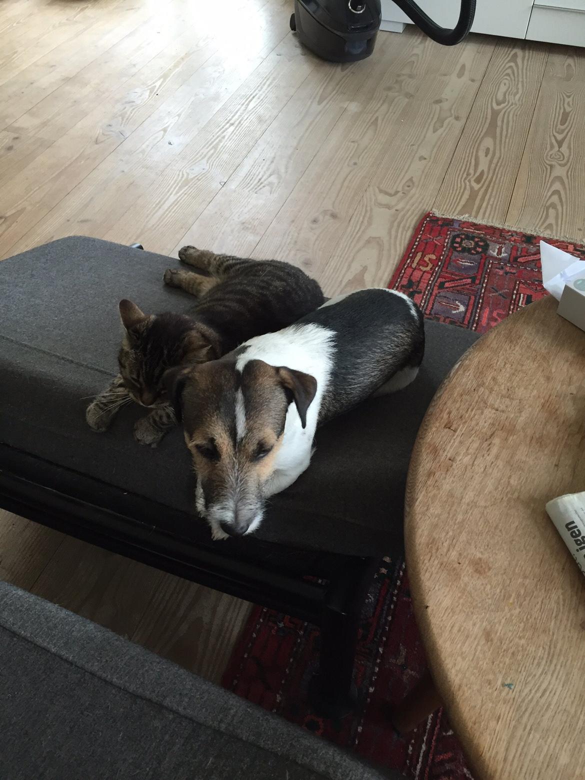 Jack russell terrier Manfred  billede 8