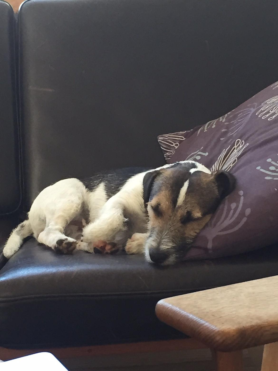 Jack russell terrier Manfred  billede 3