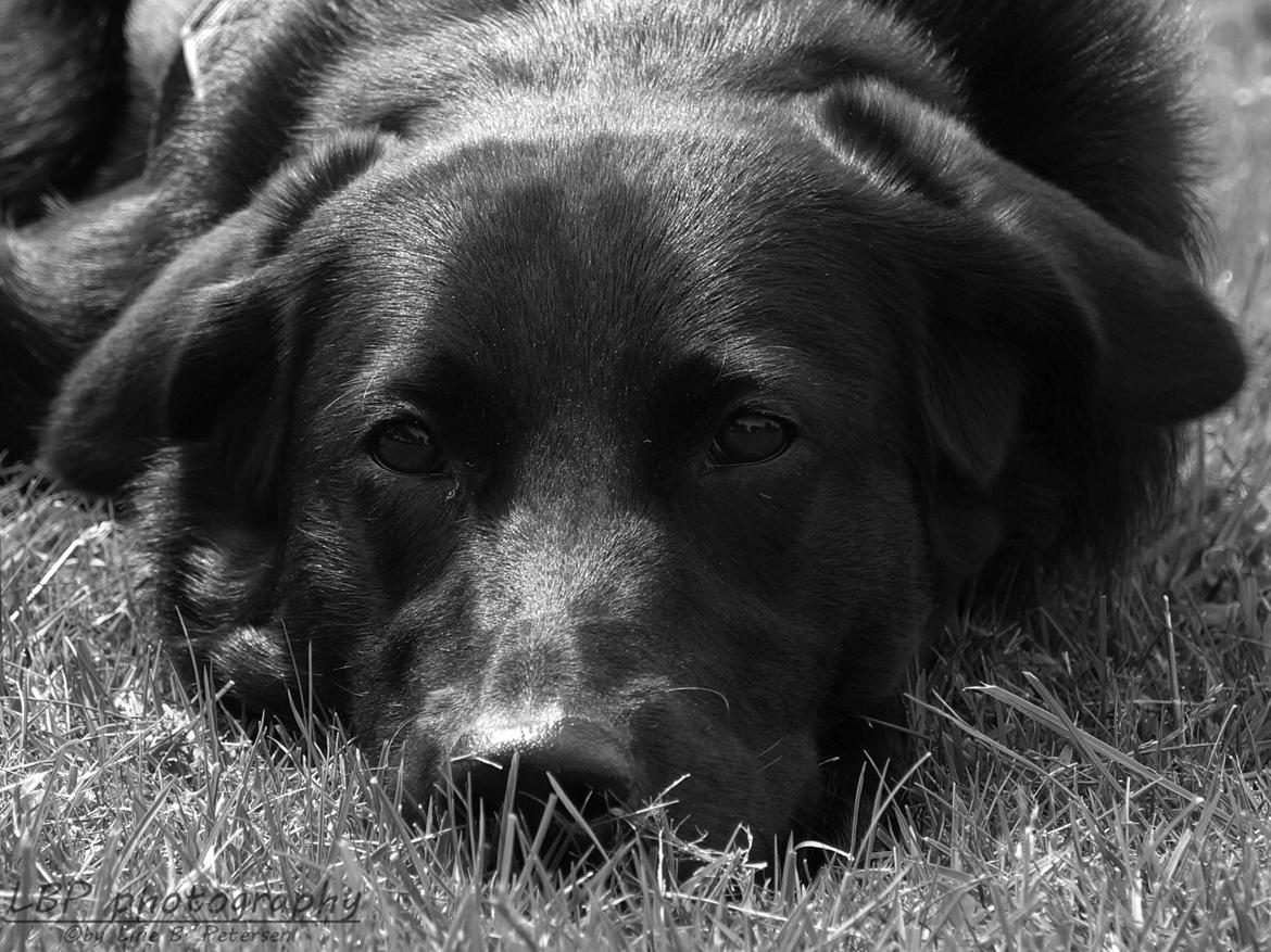 Blanding af racer Bella billede 30