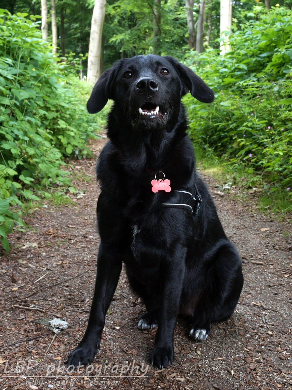 Blanding af racer Bella billede 31