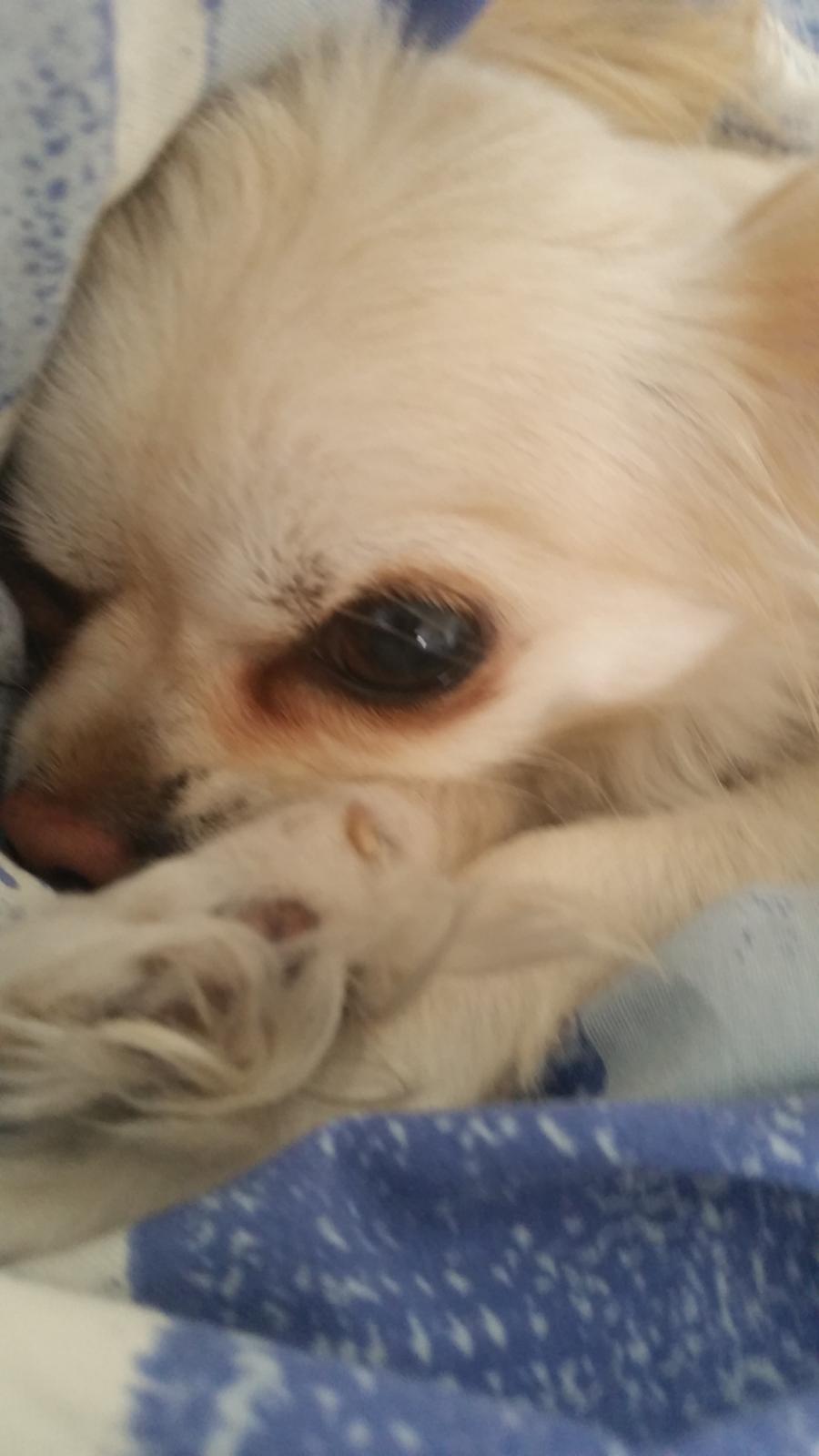 Chihuahua Molly billede 2