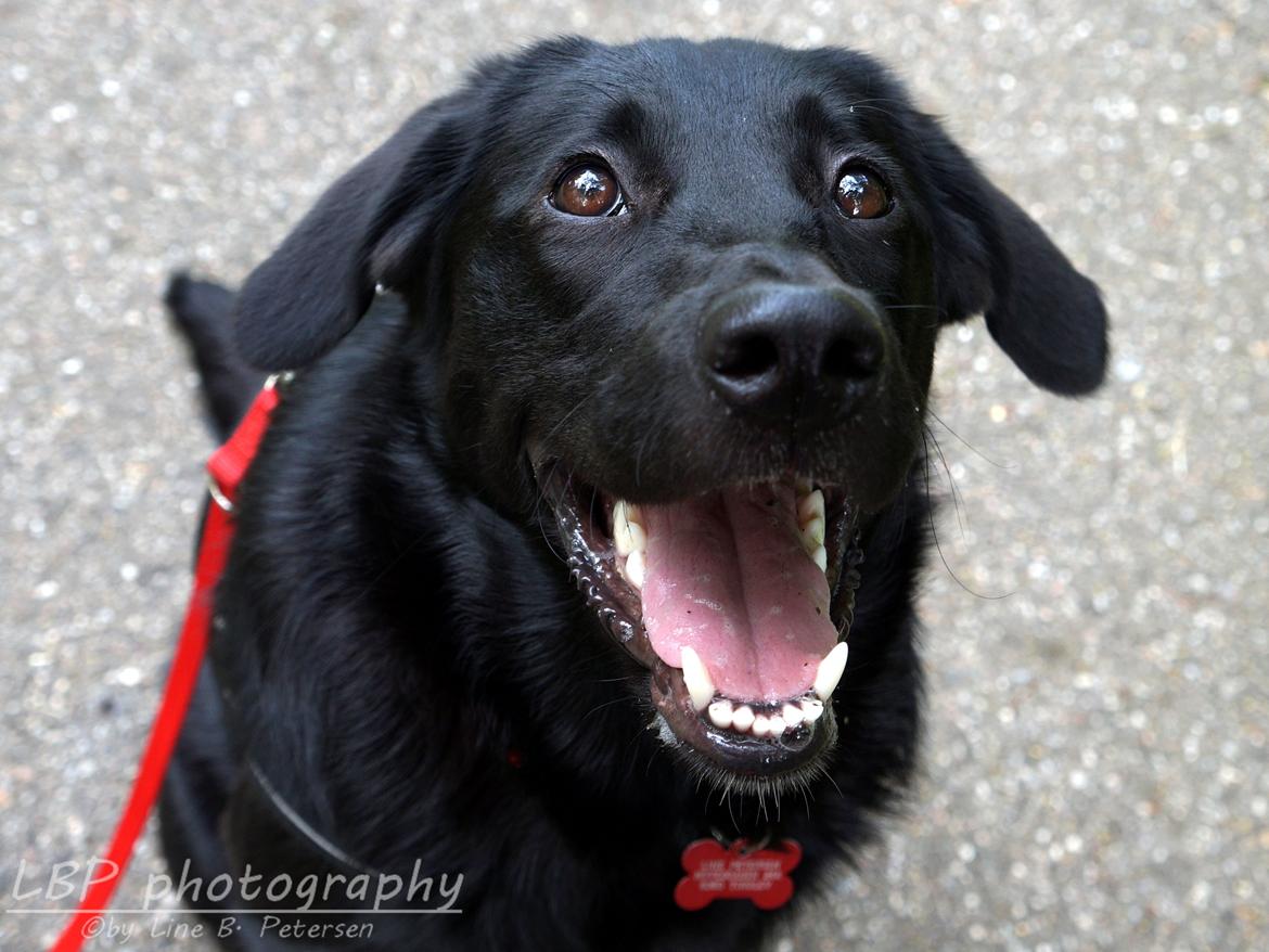 Blanding af racer Bella billede 1