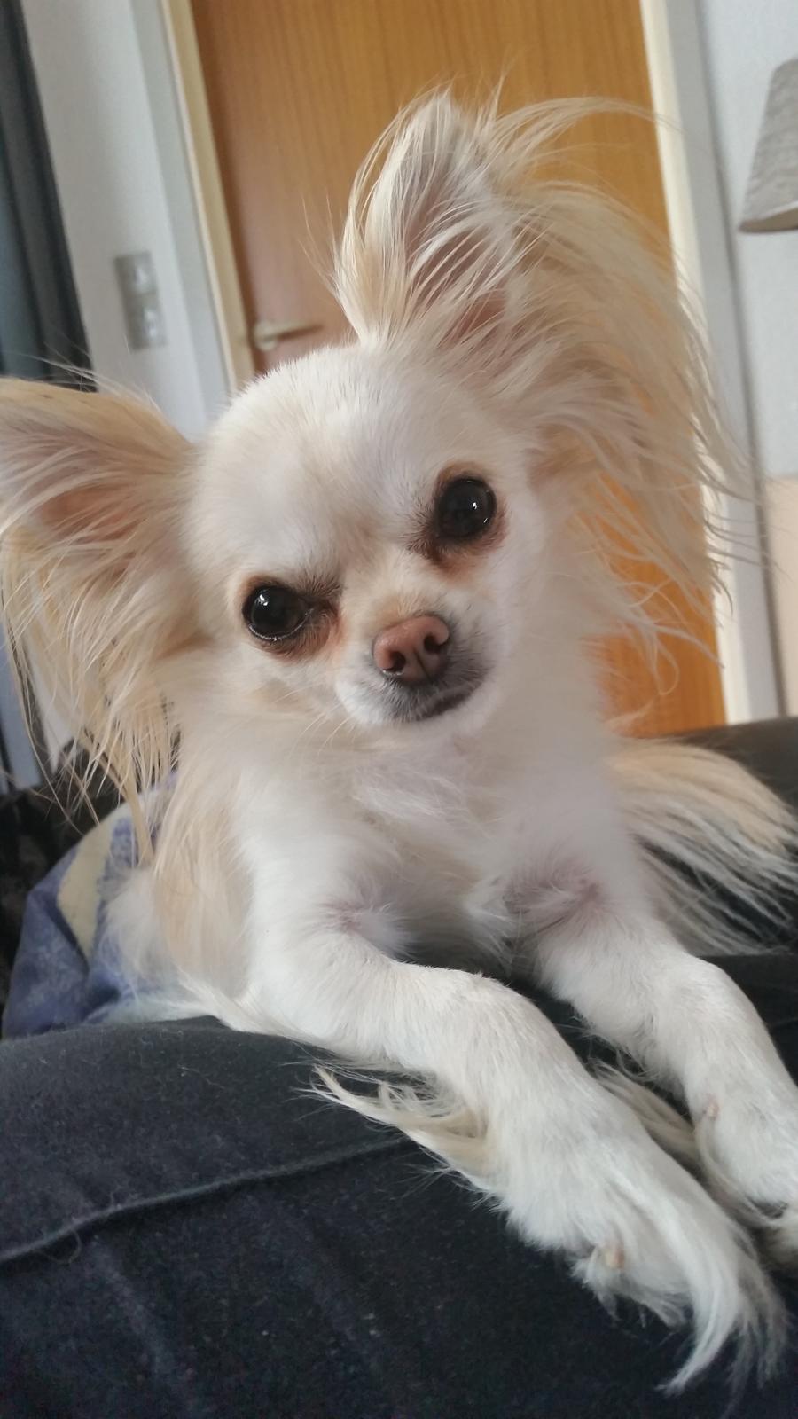 Chihuahua Molly billede 1