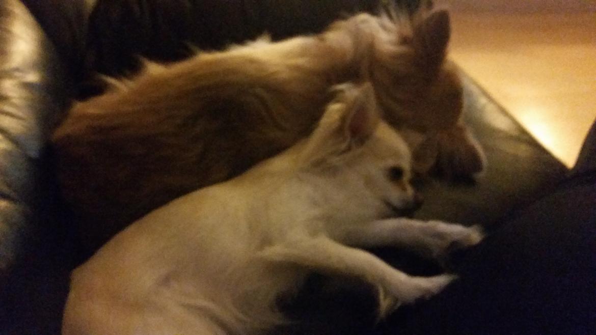 Chihuahua Messi billede 2