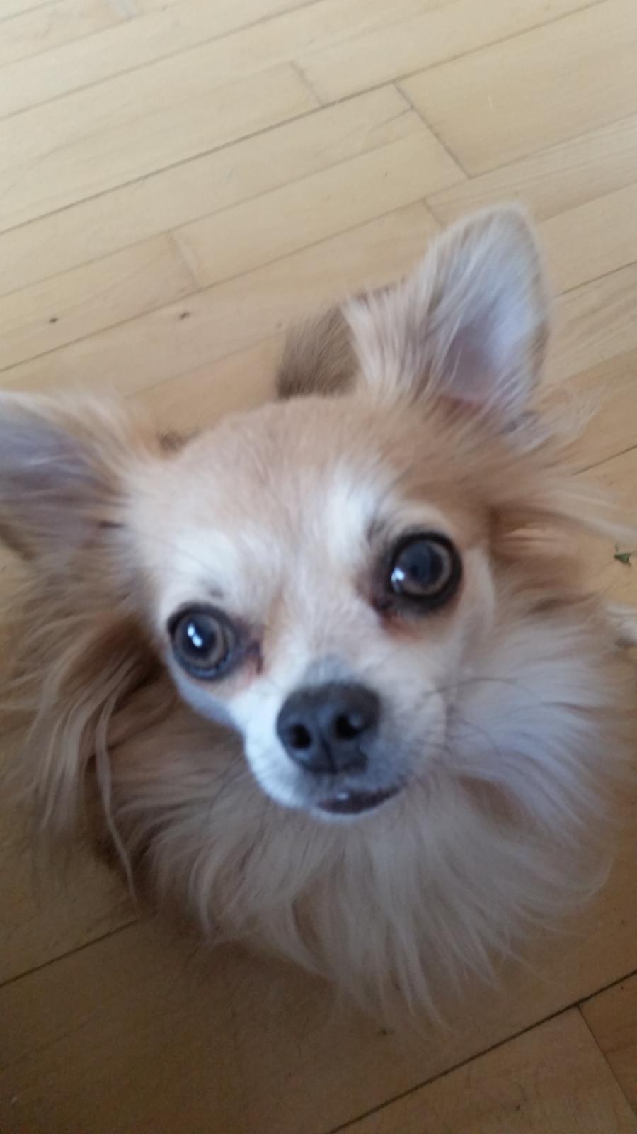 Chihuahua Messi billede 1