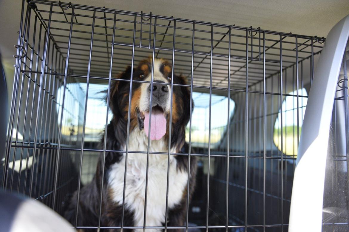 Berner sennenhund Cæsar (Bjørn) billede 4