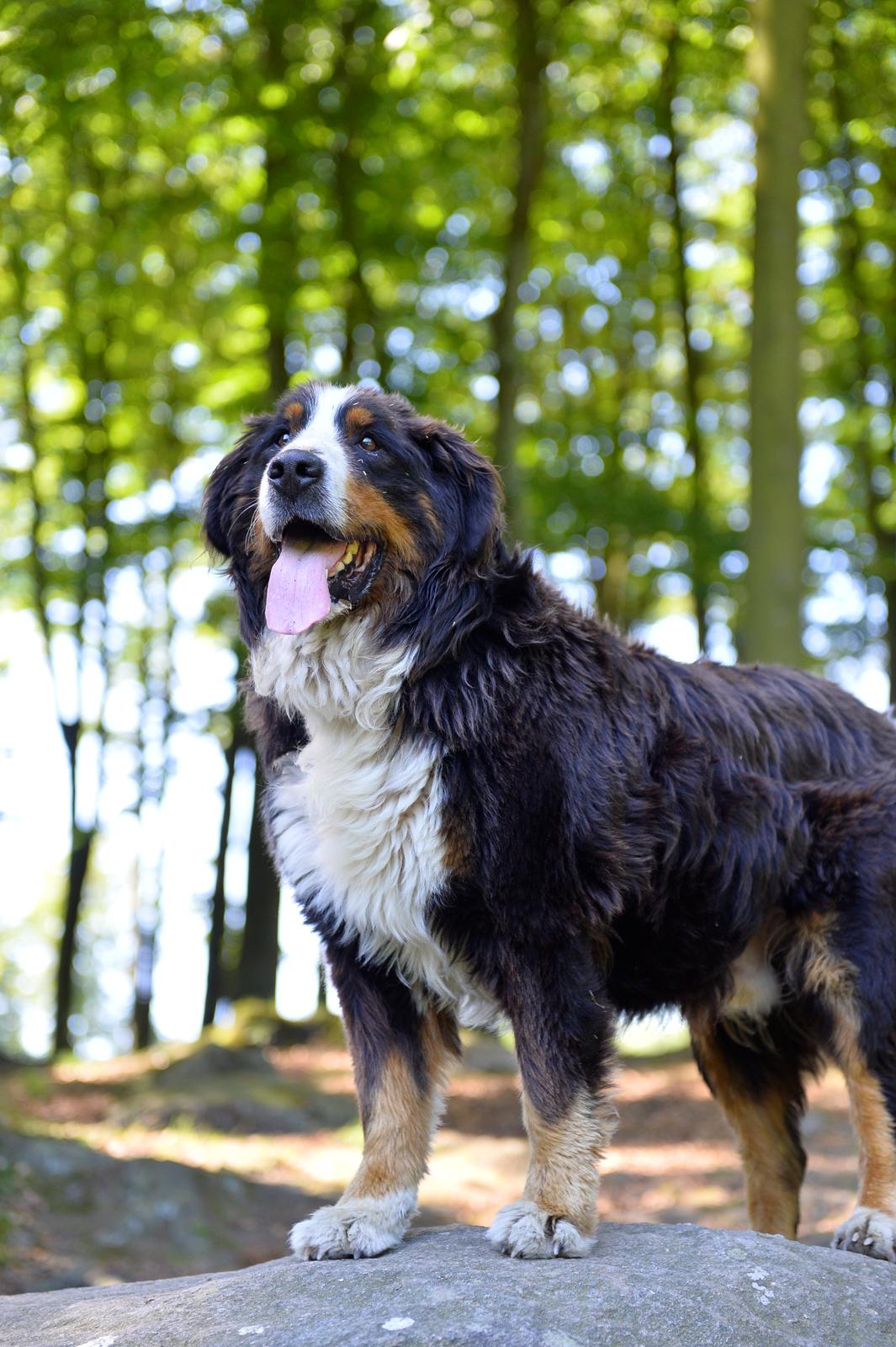 Berner sennenhund Cæsar (Bjørn) billede 1