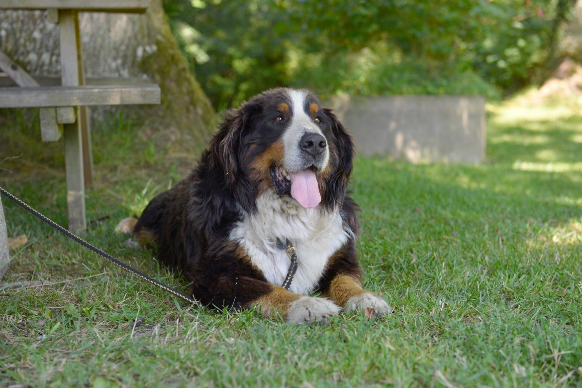 Berner sennenhund Cæsar (Bjørn) billede 2