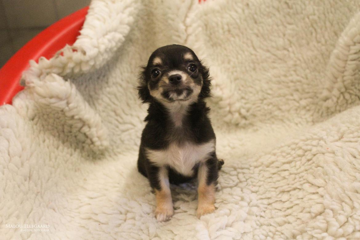 Chihuahua Birkedals' Cleo - Da hun valgte mig billede 3