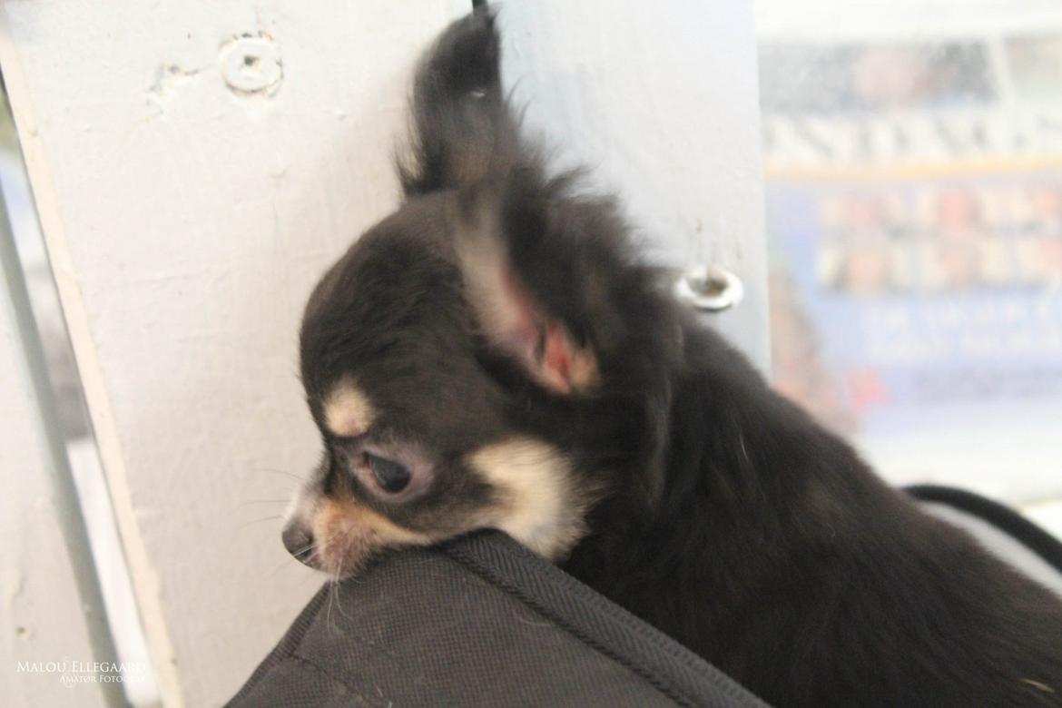 Chihuahua Birkedals' Cleo billede 4